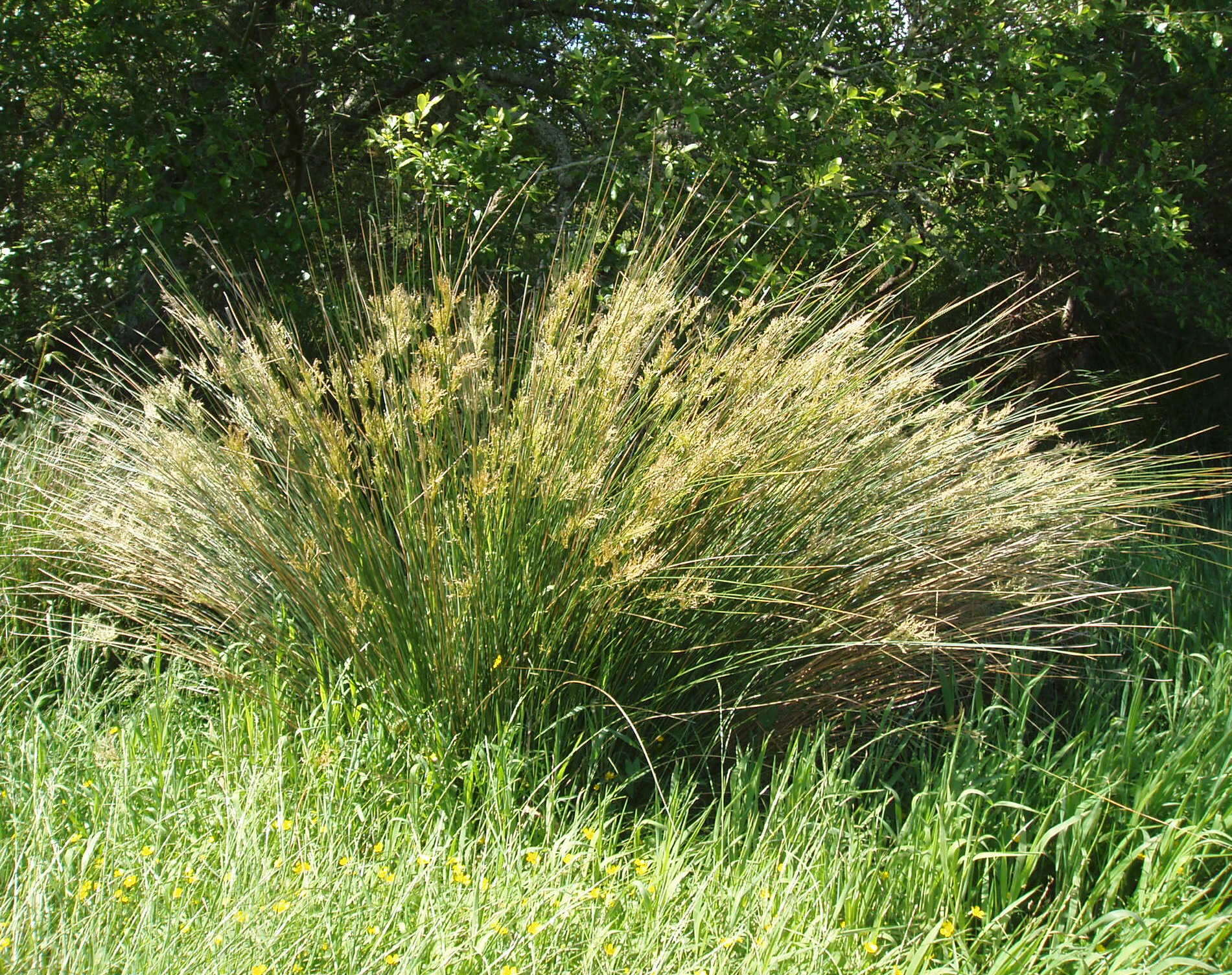 Image of Juncus sarophorus L. A. S. Johnson