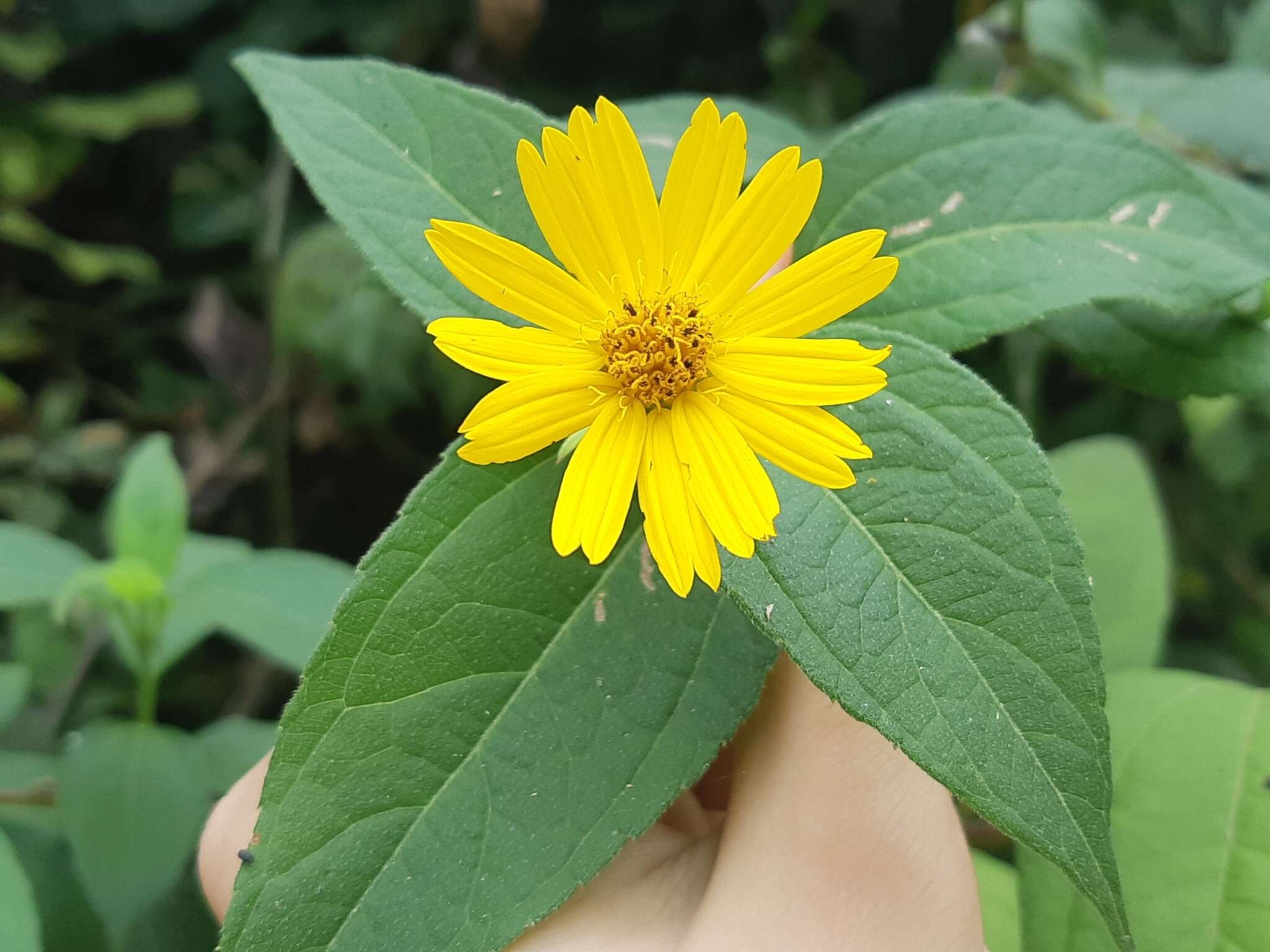 Wedelia oxylepis S. F. Blake resmi