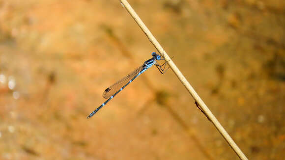 Image of Dune Ringtail