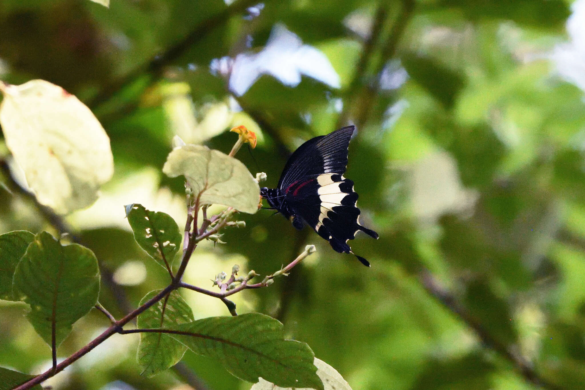 Image of Papilio diophantus Grose-Smith 1882