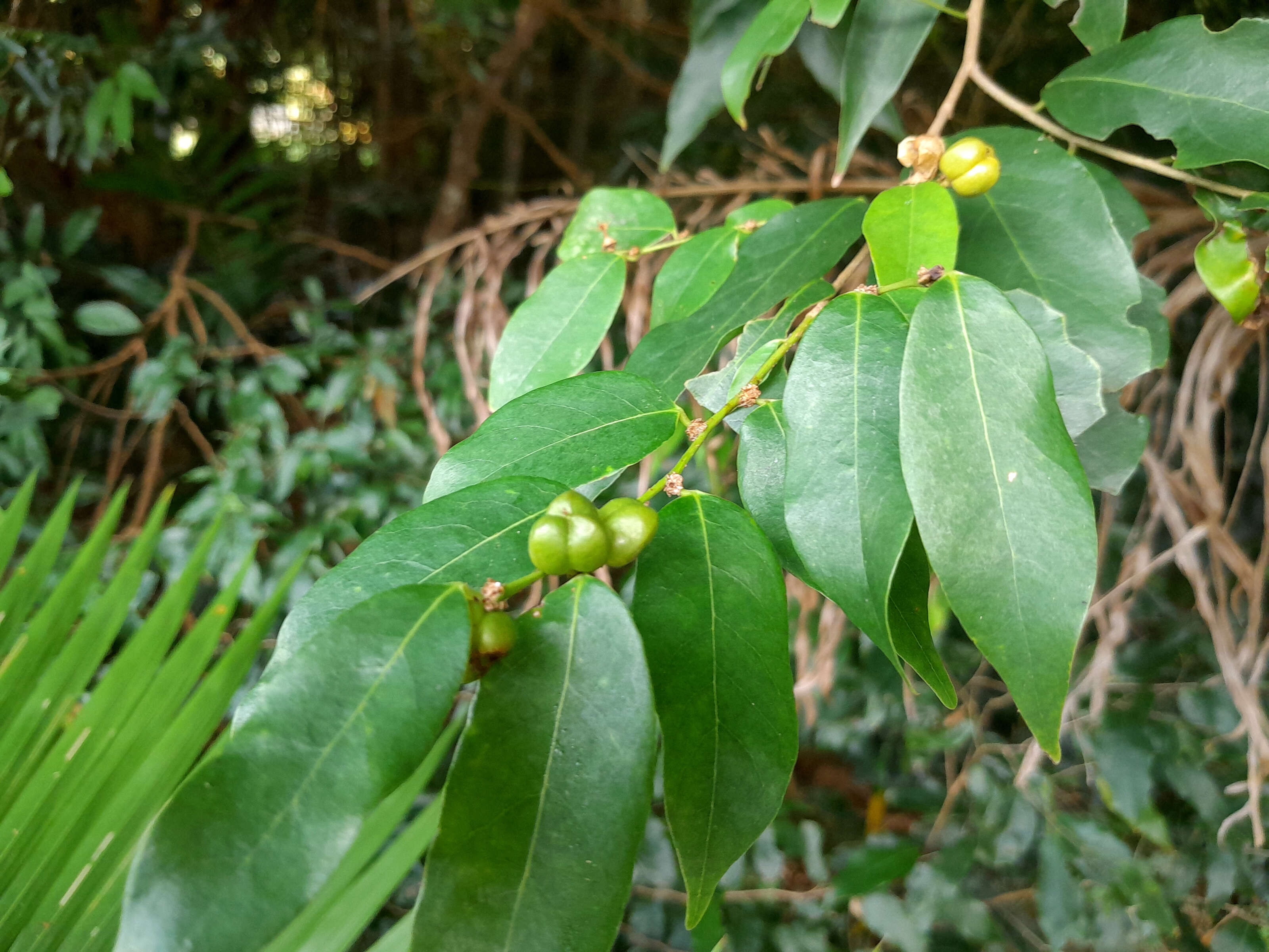 Image of Weeping Cleistanthus