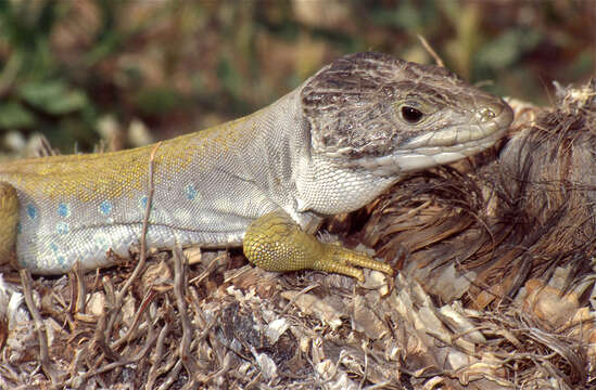 Image of Timon lepidus nevadensis (Buchholz 1963)