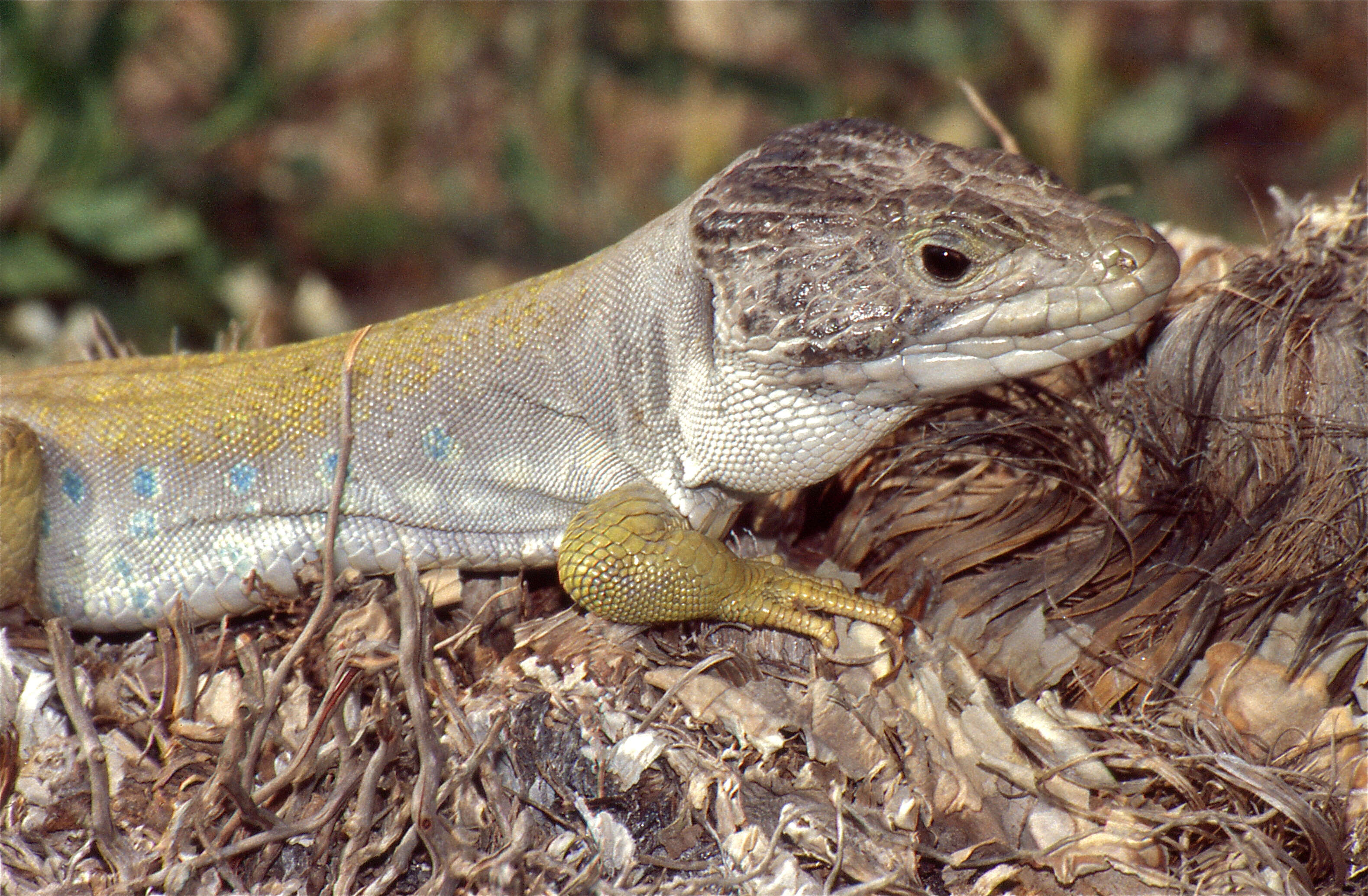 Image de Timon lepidus nevadensis (Buchholz 1963)