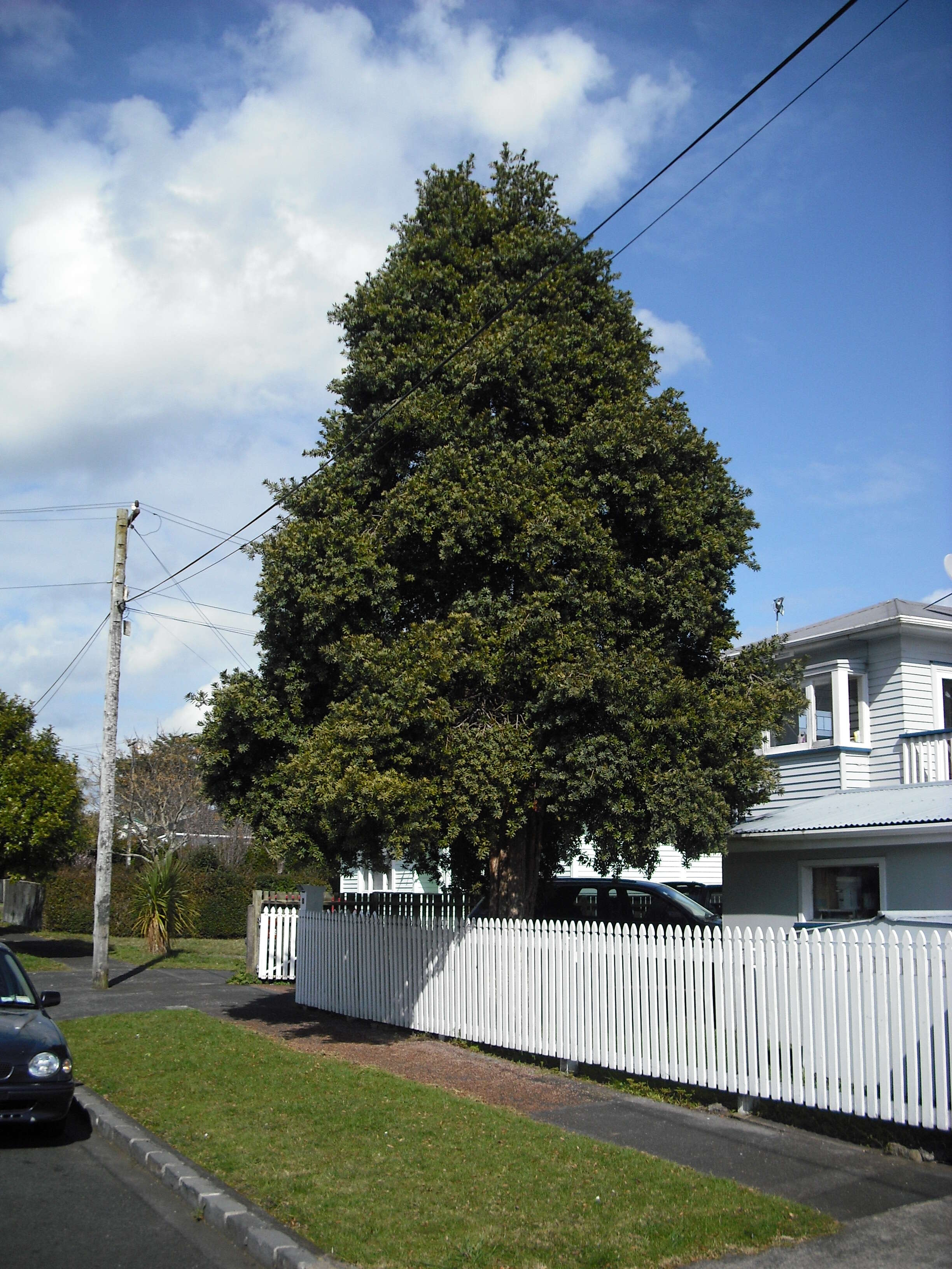 Image of Broad-leaved Yellowwood