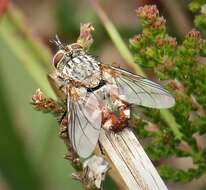 Image of House fly