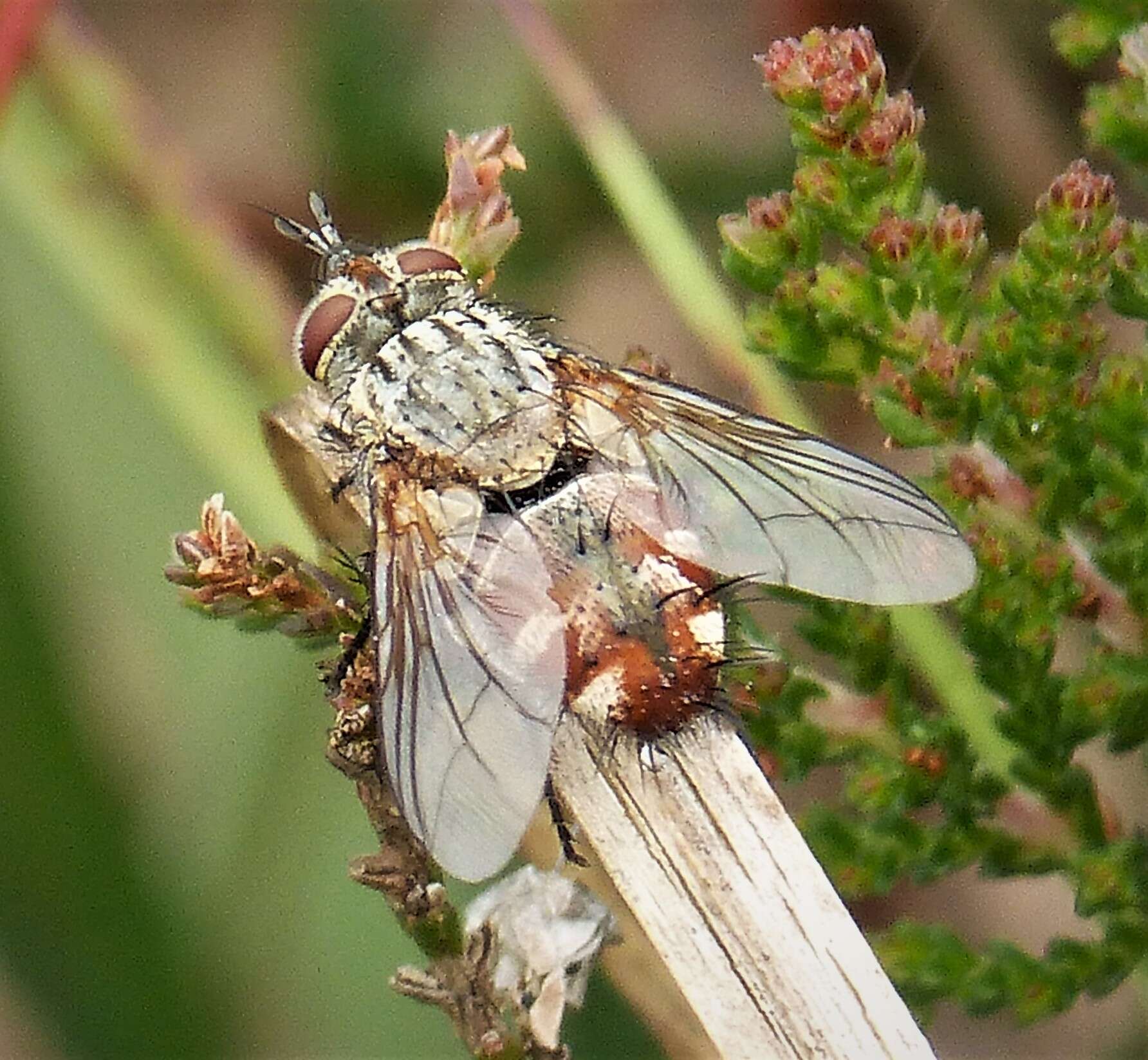 Image of House fly