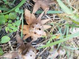 Image de Myriostoma coliforme (Dicks.) Corda 1842