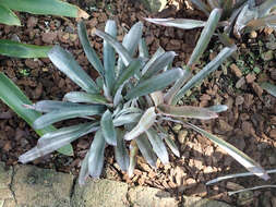 Image of Aechmea triticina Mez