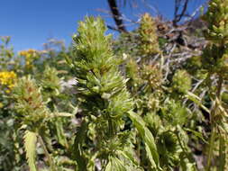 Image de dracocéphale à petite fleur