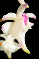 Image of Aerides lawrenceae Rchb. fil.