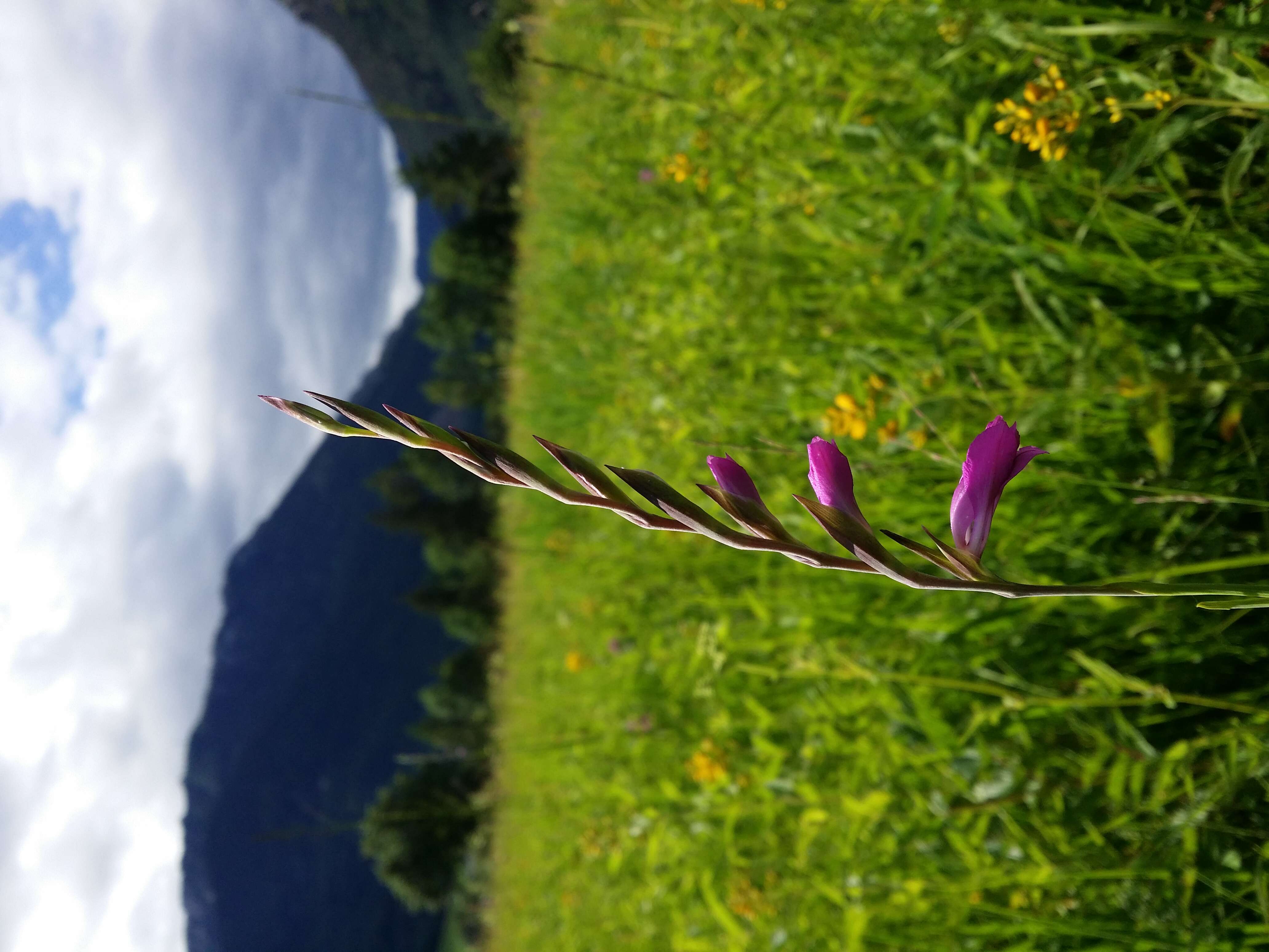 Imagem de Gladiolus imbricatus L.