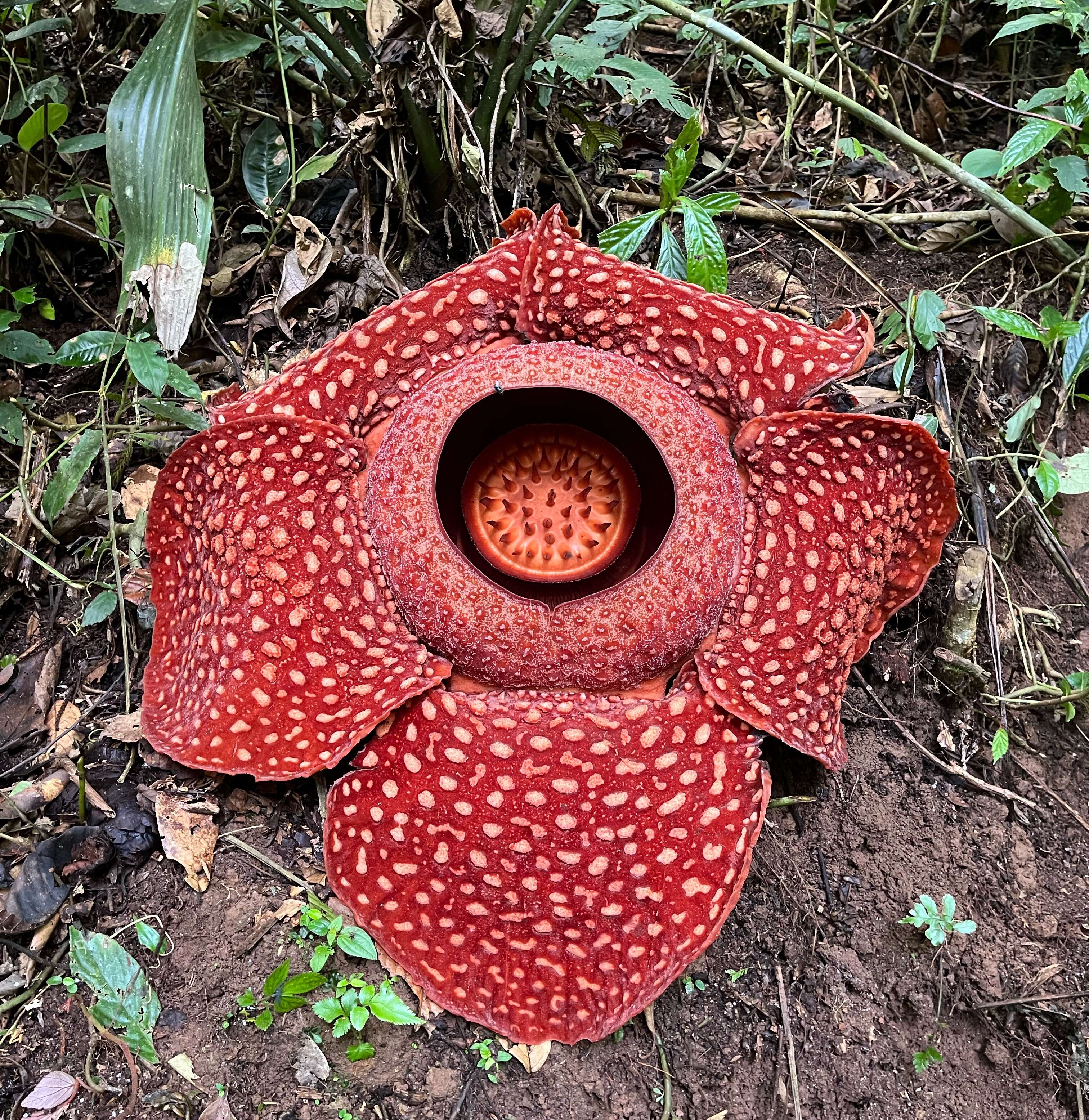 Image de Rafflesia arnoldii R. Br.