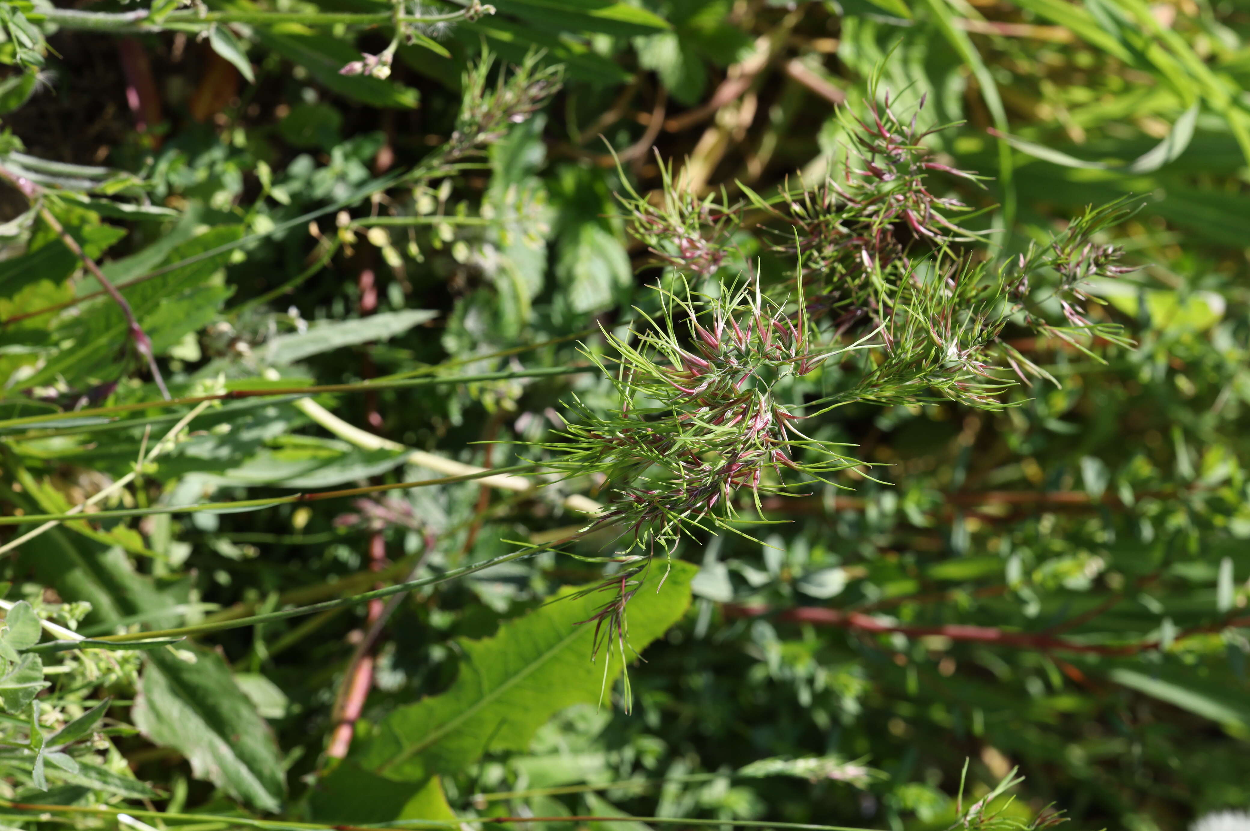 Imagem de Poa bulbosa L.