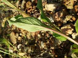 Imagem de Digitalis purpurea L.