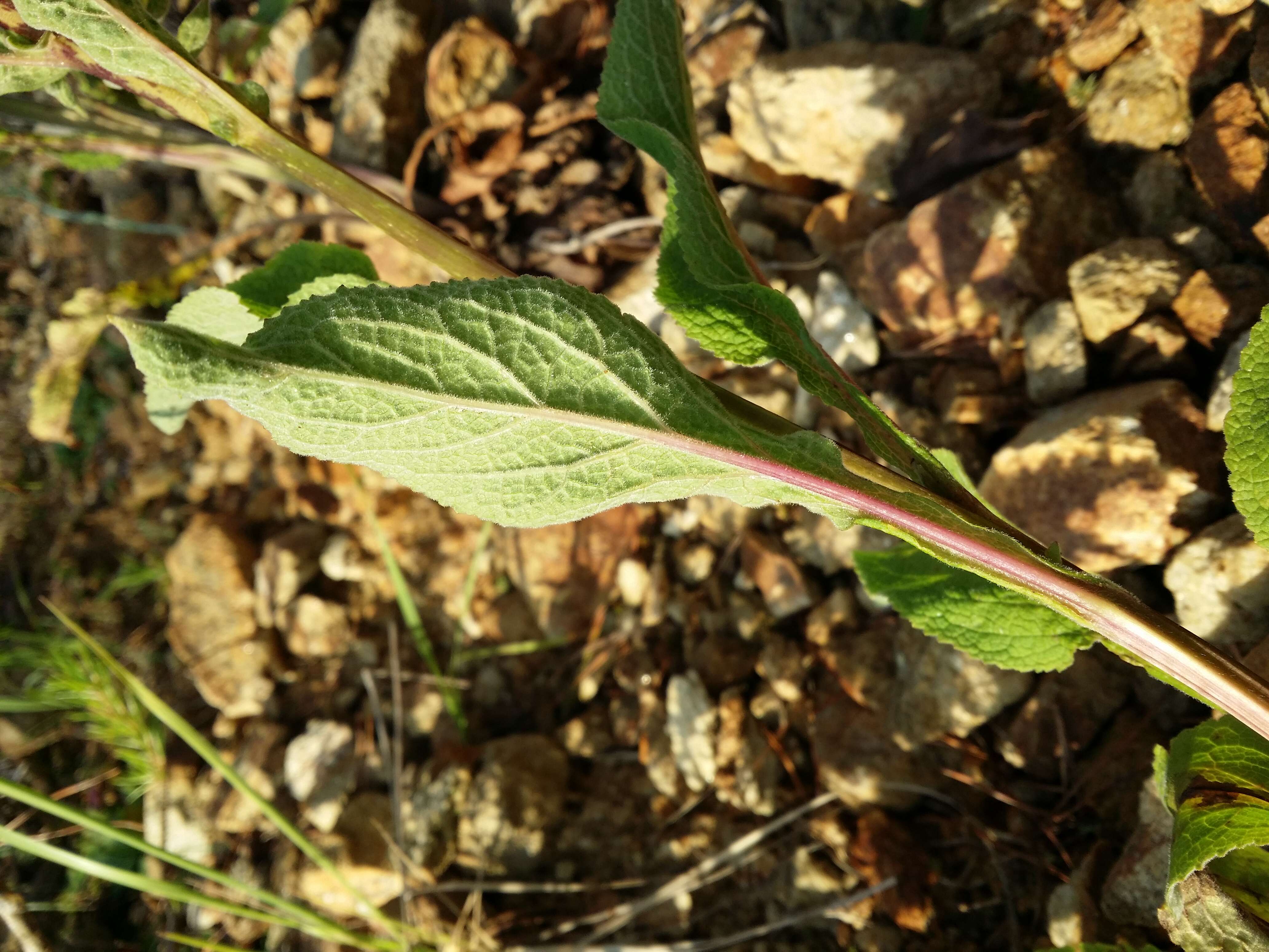 Imagem de Digitalis purpurea L.