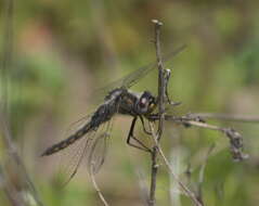 Image of Mantled Baskettail