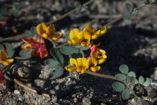 Image of Acmispon prostratus