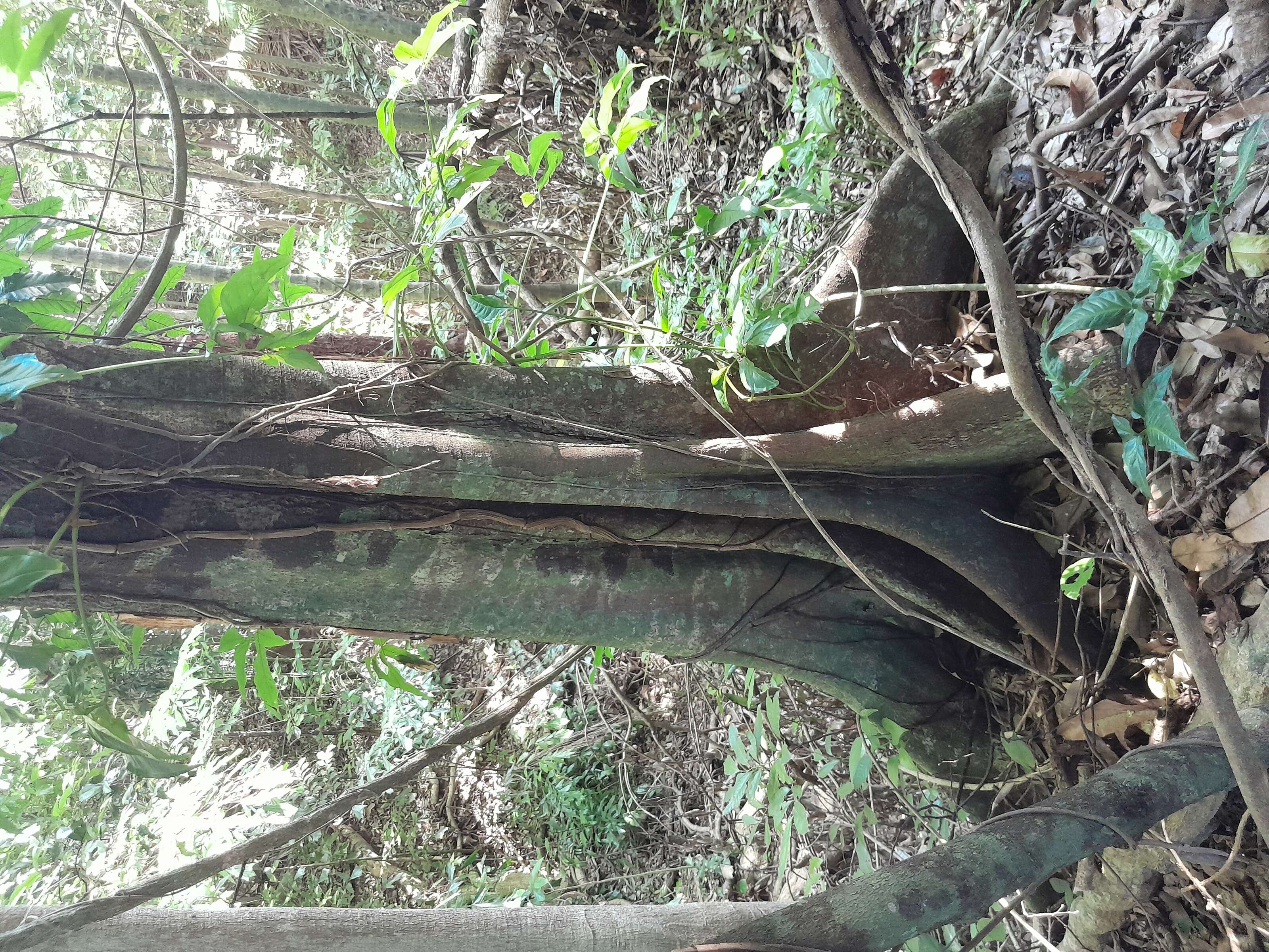 Image de Dysoxylum arborescens (Bl.) Miq.