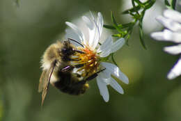 Image of Common Eastern Bumblebee