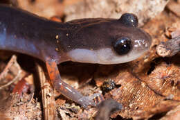 Image of Red-legged Salamander