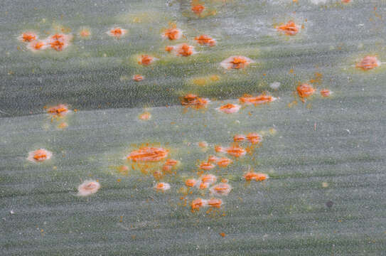 Image of Puccinia porri (Sowerby) G. Winter 1881