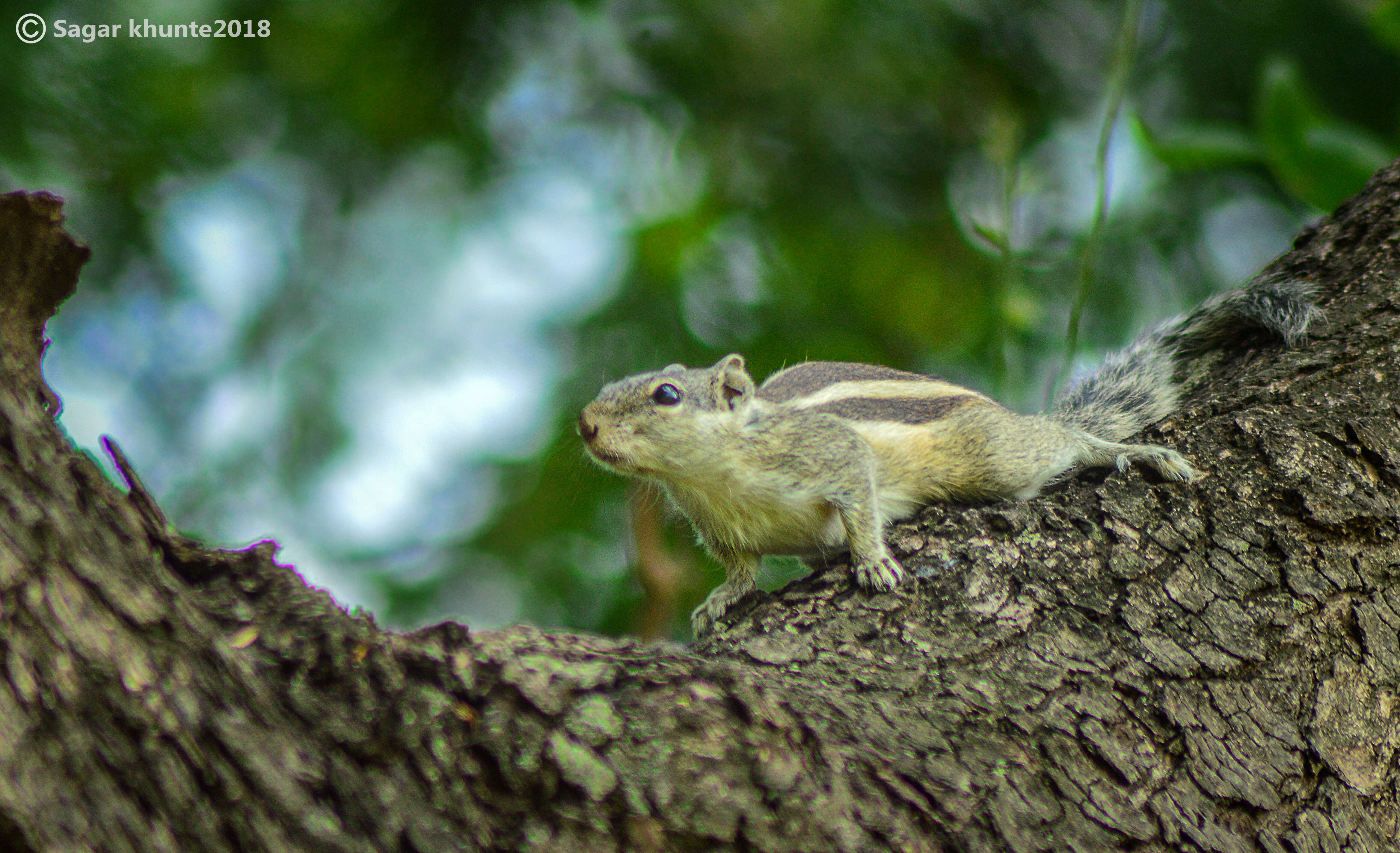 Image of Funambulus subgen. Prasadsciurus Moore & Tate 1965