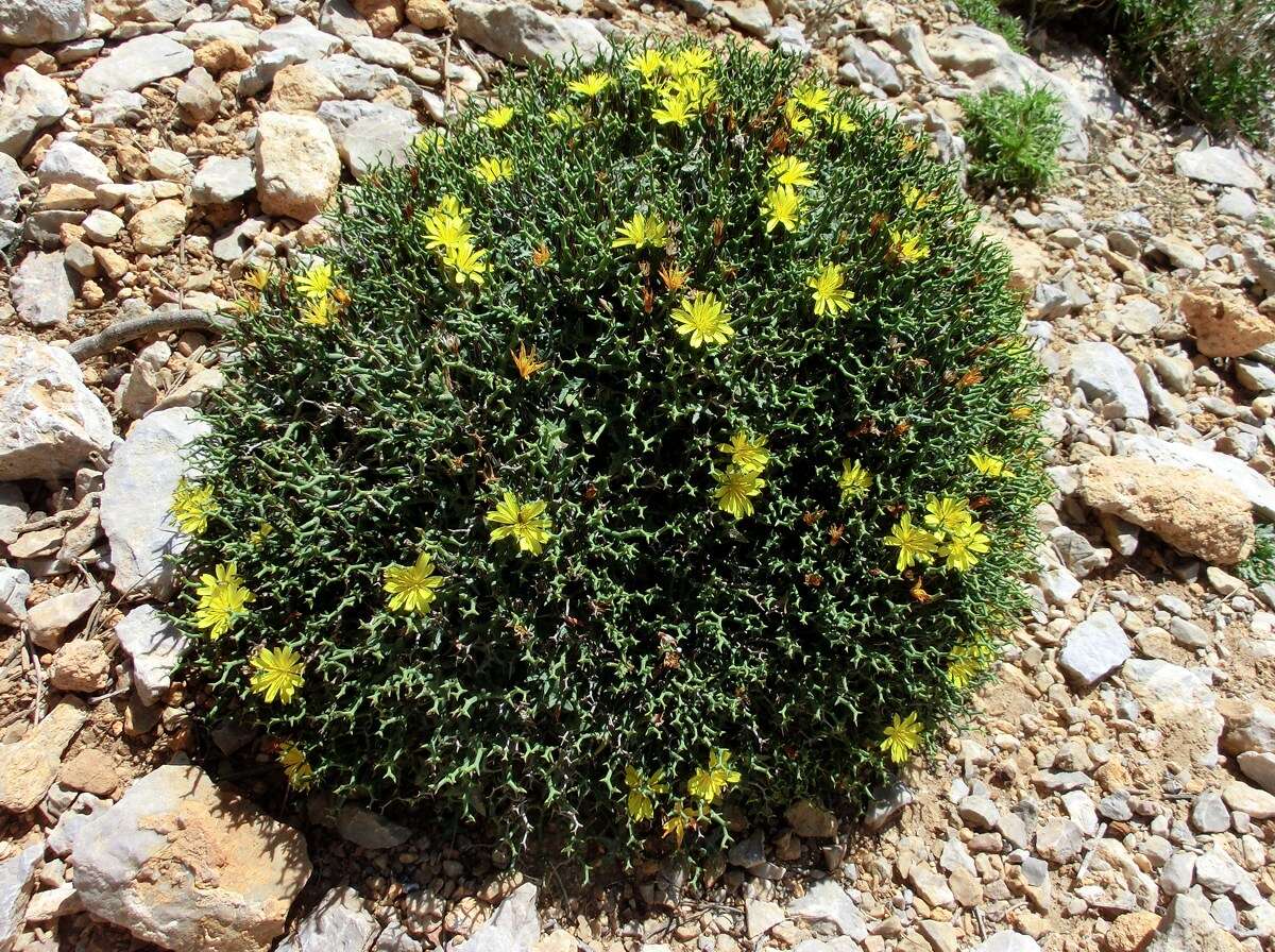 Image of Launaea cervicornis (Boiss.) Font Quer & Rothm.