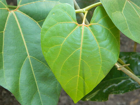 Image of Aristolochia didyma S. Moore