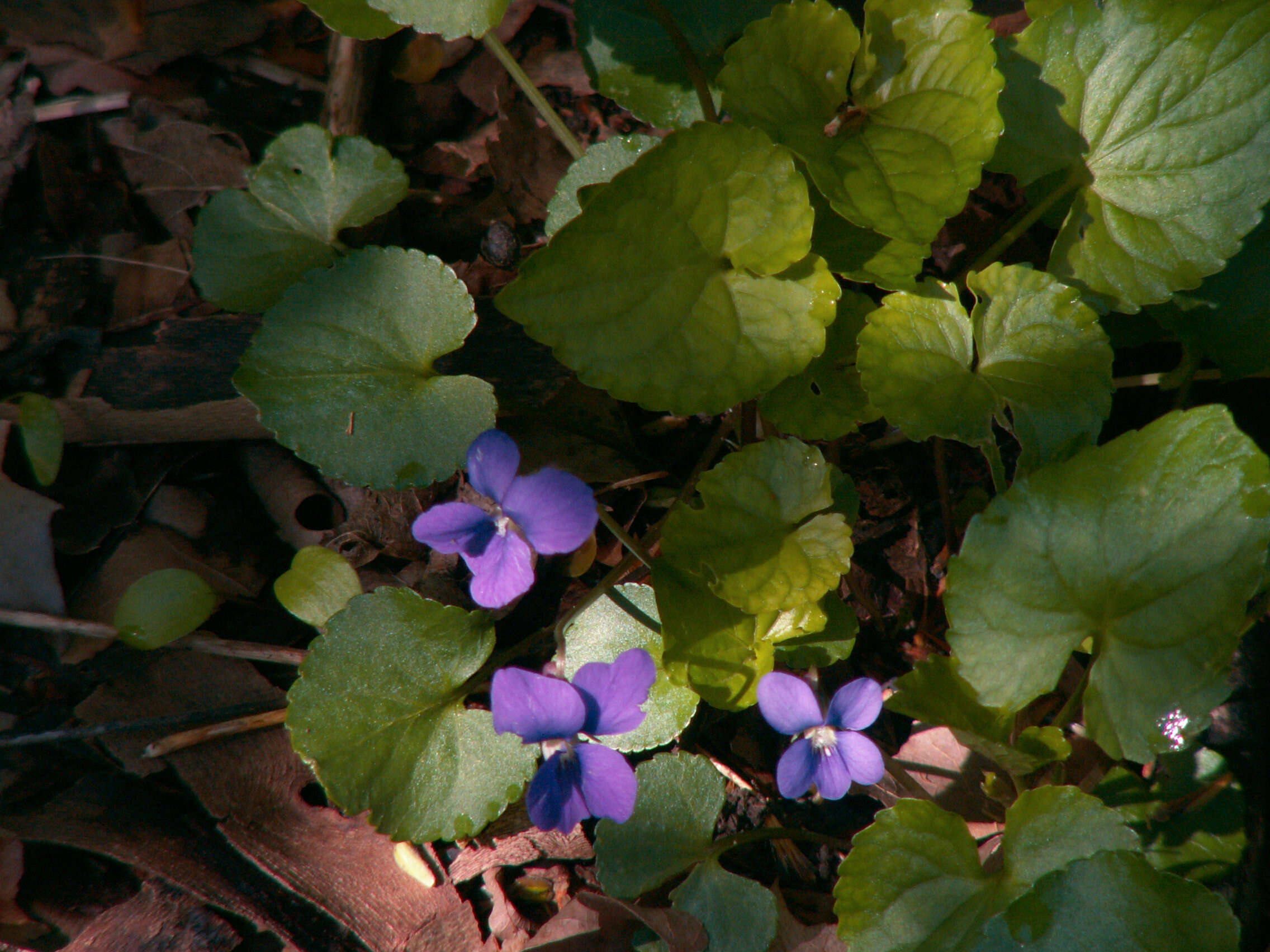 Image of common blue violet