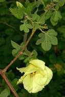 Imagem de Gossypium herbaceum L.