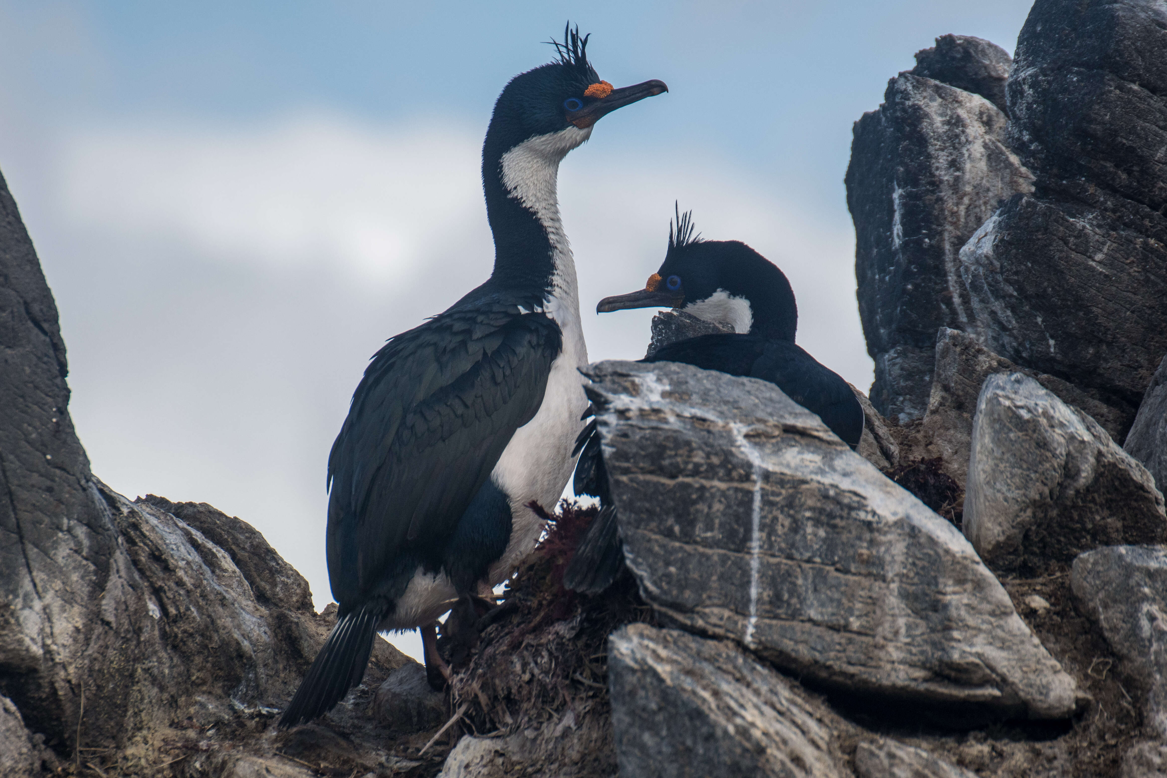 Image of Kerguelen Shag