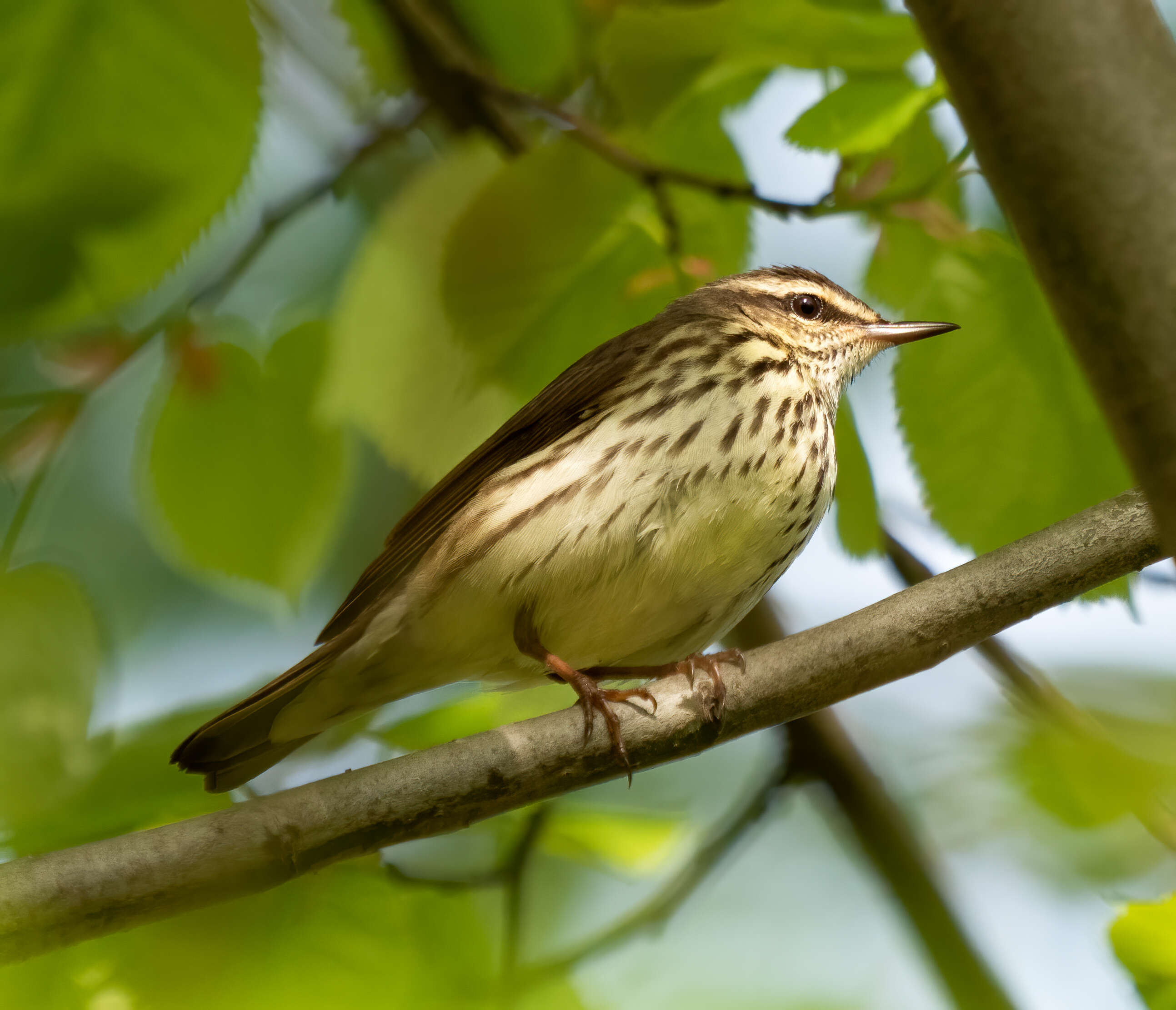 Image of Northern Waterthrush