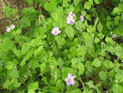 Image of Chinese violet