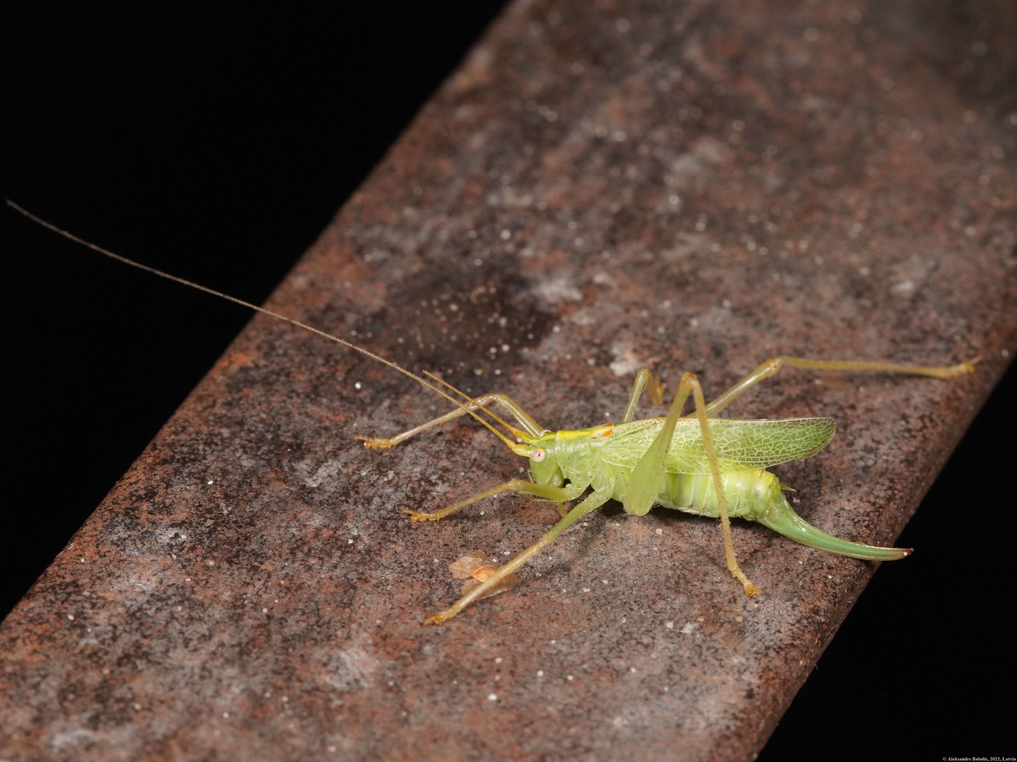 Image of Drumming Katydid