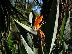 Image of Bird of paradise plant