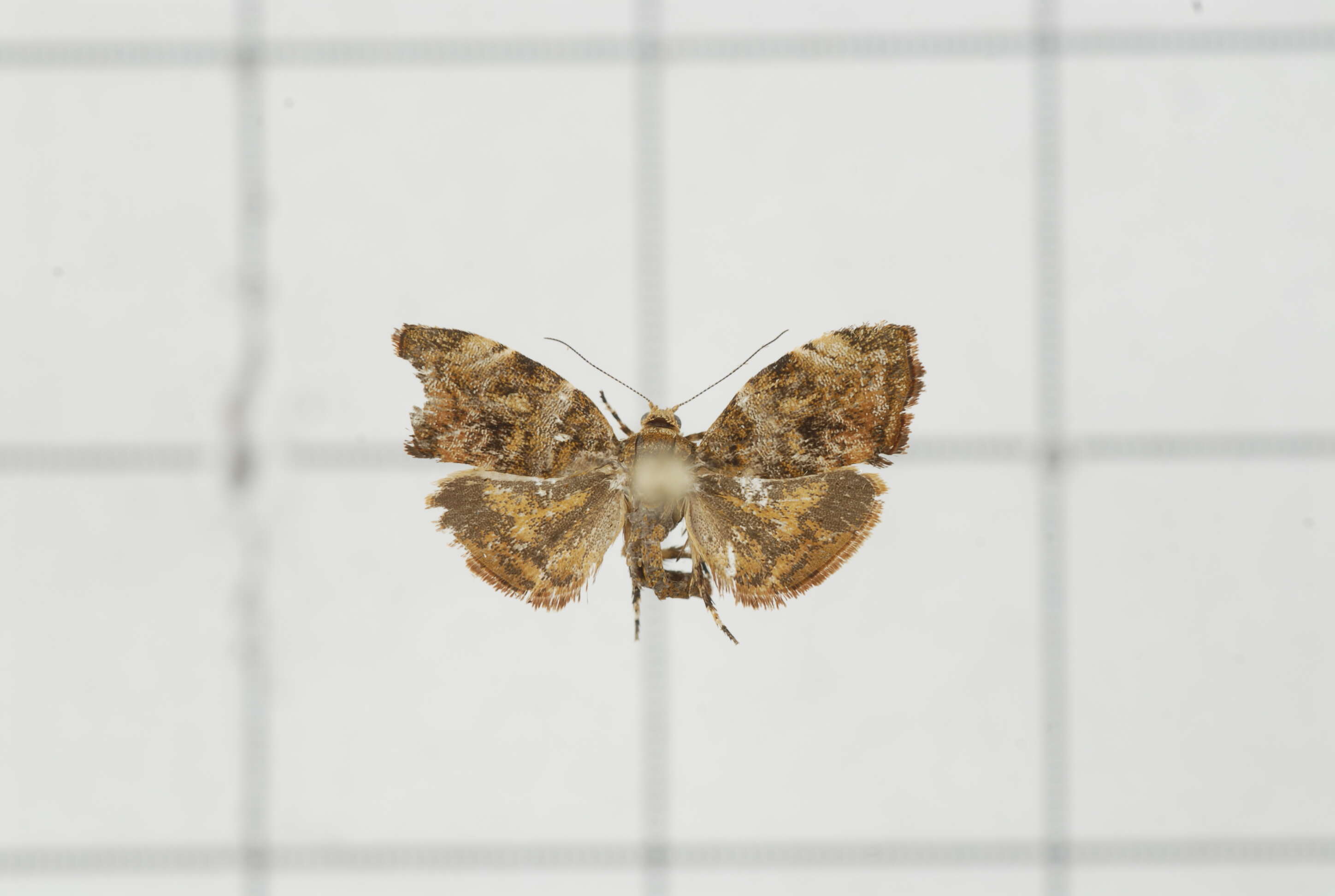 Image of Choreutis sexfasciella Sauber 1902