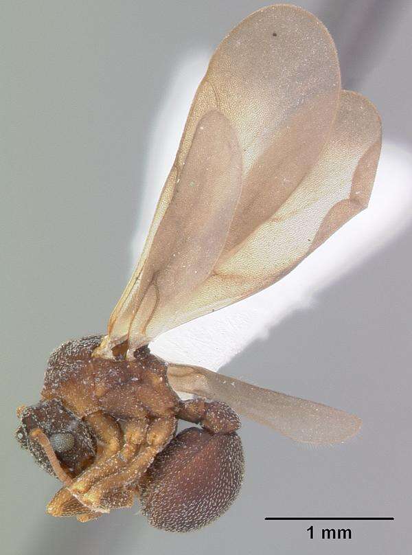 Image de Cyphomyrmex rimosus (Spinola 1851)