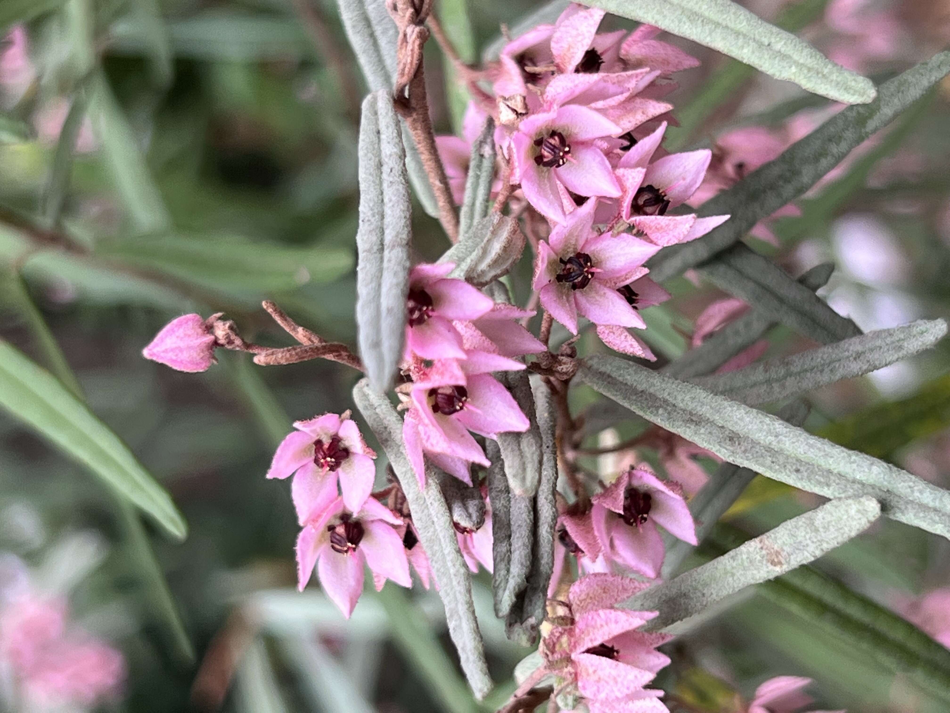 Image of Lasiopetalum behrii F. Muell