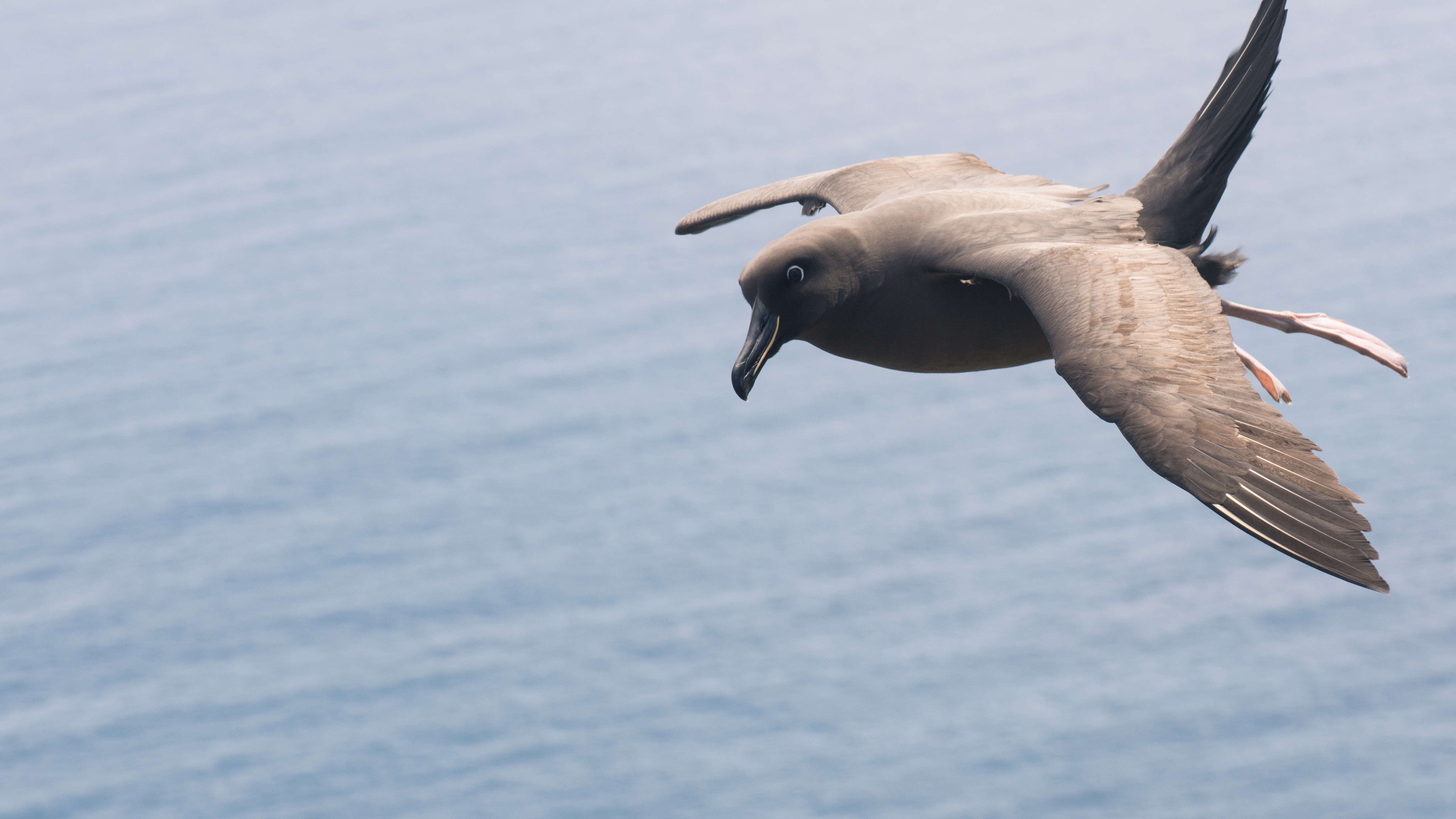 İsli albatros resmi