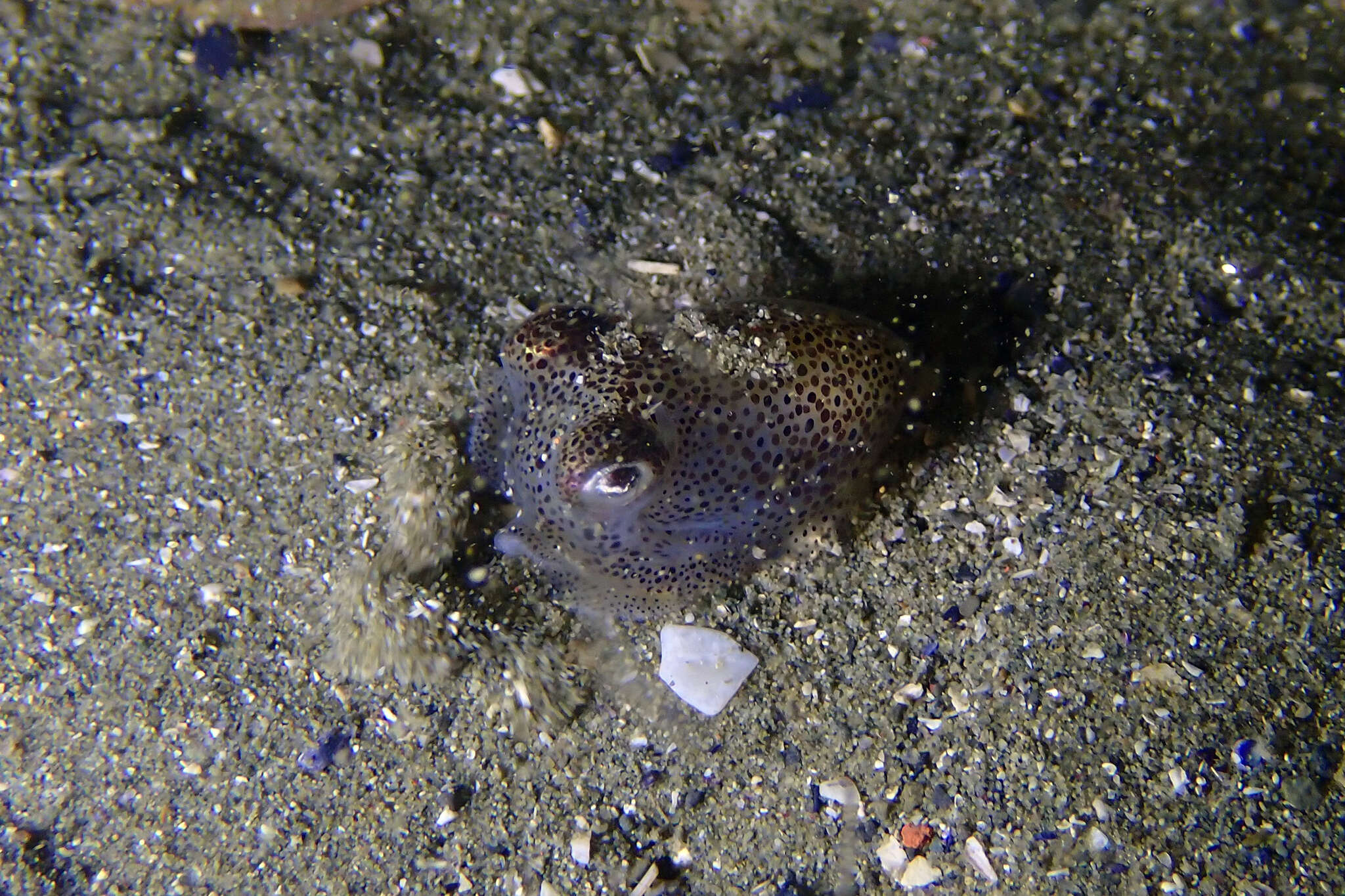 Image of Pacific Bobtail Squid