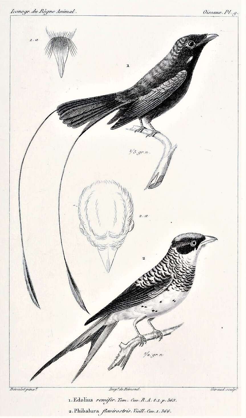 Image of Swallow-tailed Cotingas