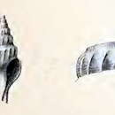 Image of Comitas anteridion (R. B. Watson 1881)