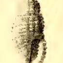 Image of Kermia episema (Melvill & Standen 1896)