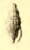 Image of Kermia episema (Melvill & Standen 1896)
