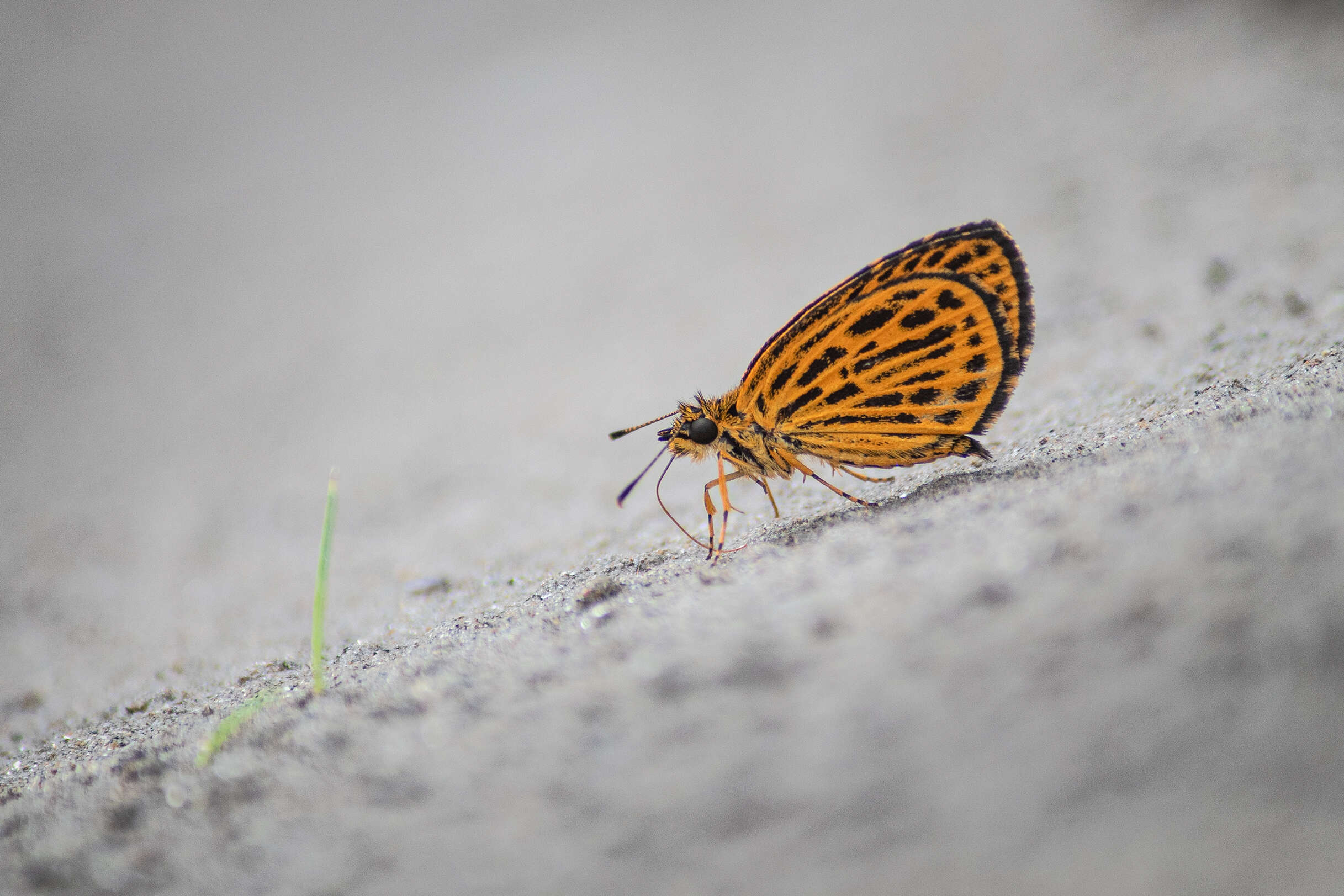 Image of Ampittia subvittatus