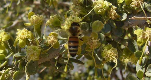 Image of Apis mellifera syriaca