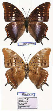 Image of Charaxes marieps