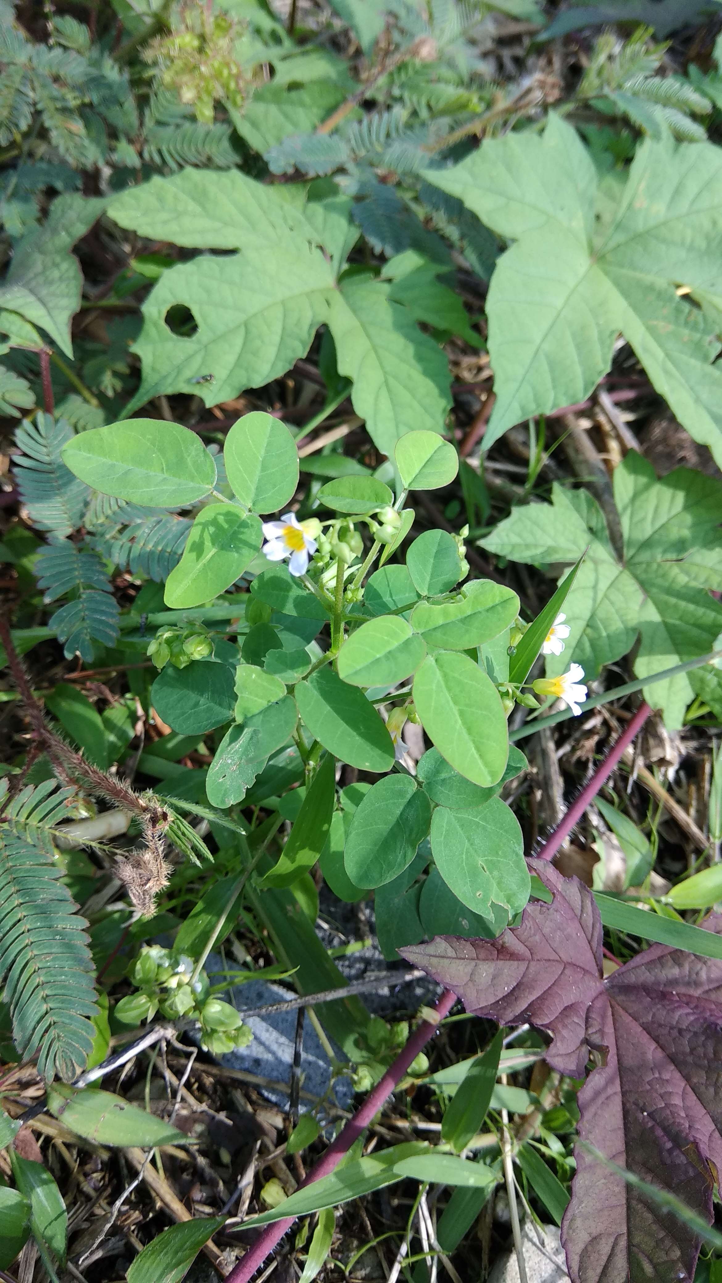 Imagem de Oxalis barrelieri L.