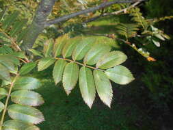 Imagem de Sorbus discolor (Maxim.) Maxim.