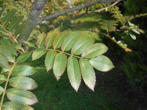 Image of Hubei Rowan